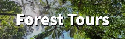 Forest Tours