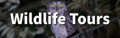 Wildlife Tours
