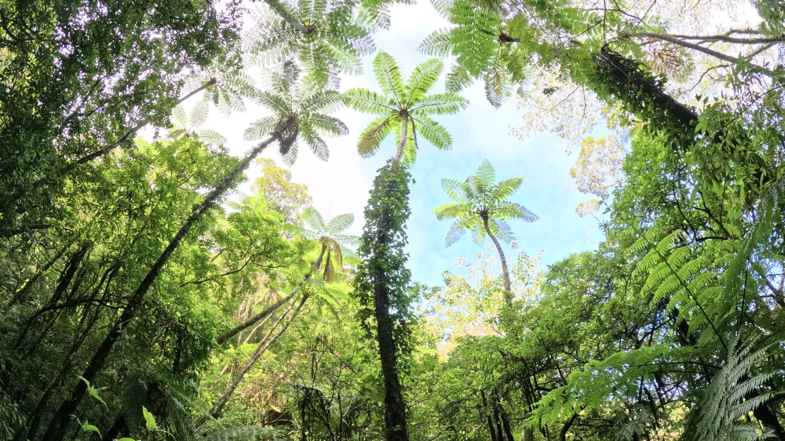 Traveler admiring giant ferns in the subtropical forest of Amami Oshima