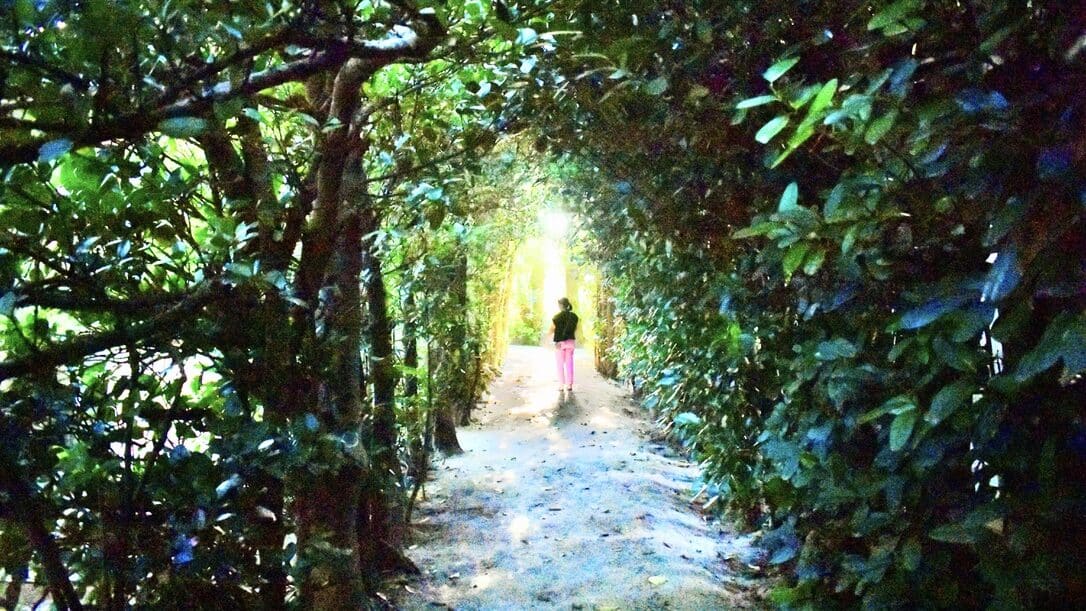 A peaceful tree-lined village path in a traditional settlement of Amami Oshima