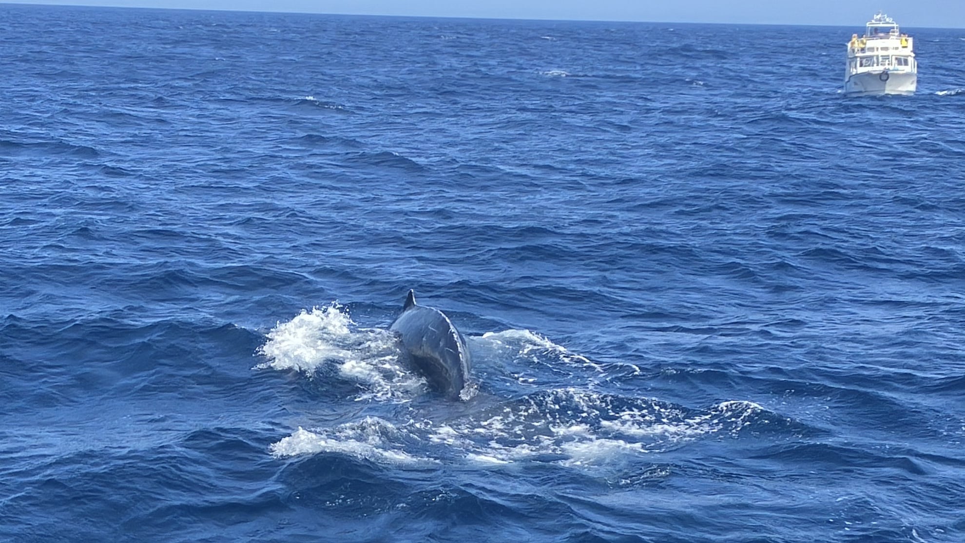 Humpback whale watching tour during winter season in Amami Oshima