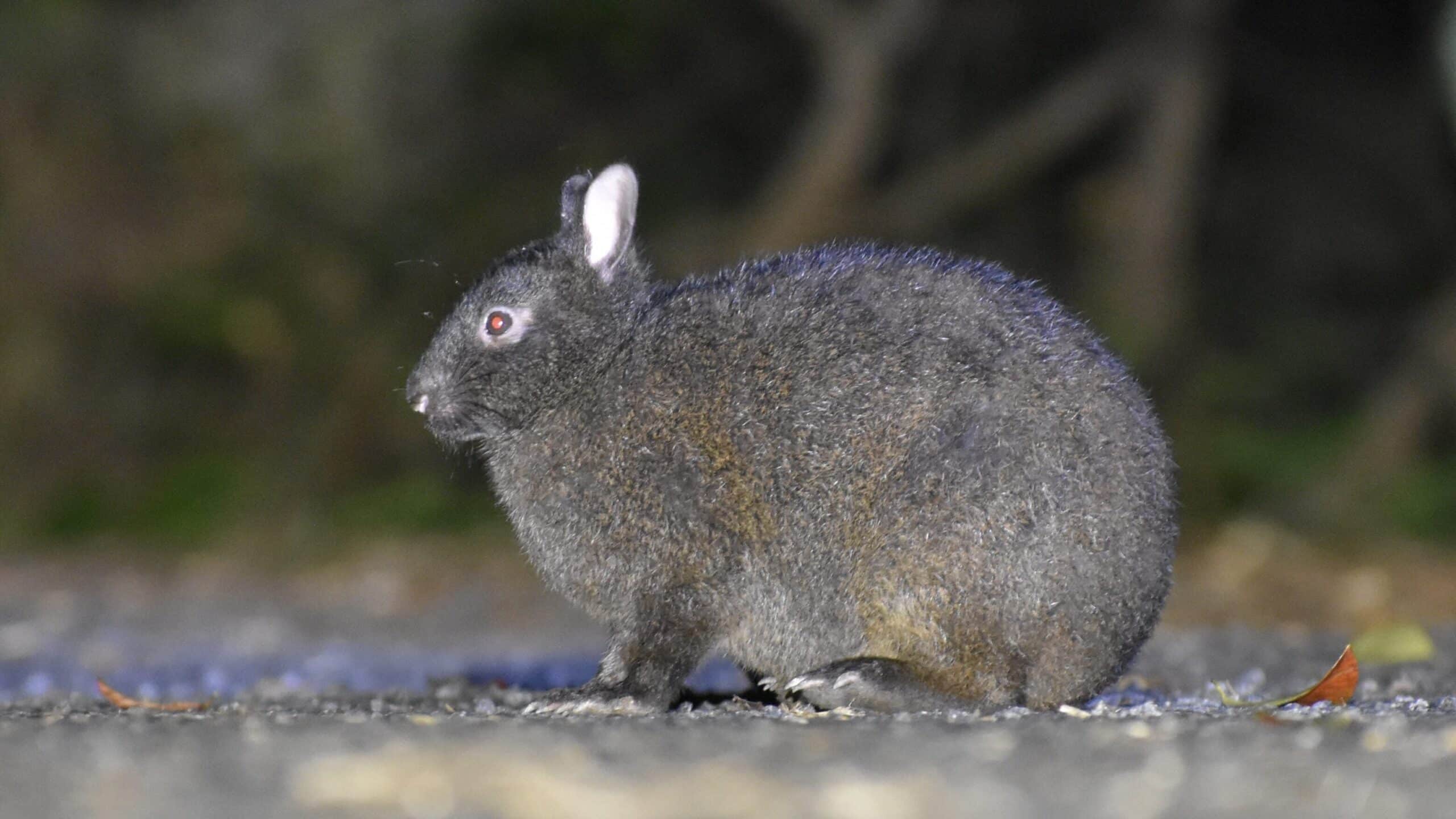 Endangered Amami rabbit spotted during a night tour on Amami Oshima