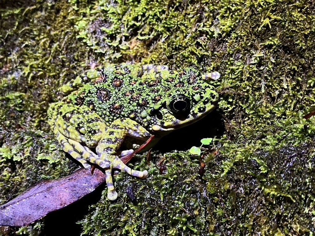 Amami Ishikawa's frog