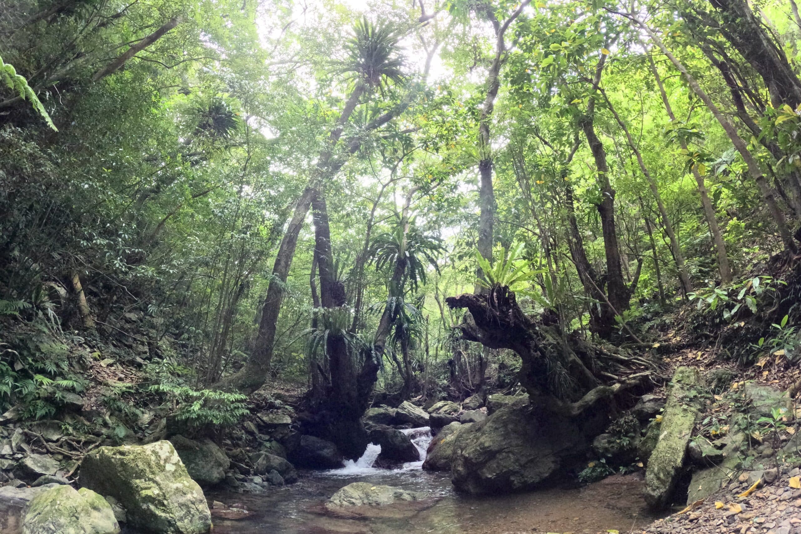 A beautiful stream in the world heritage area