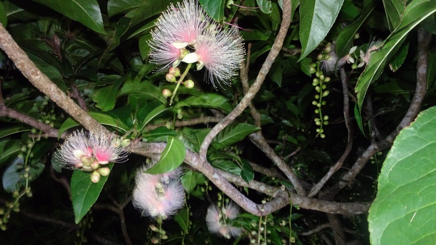いくつかのサガリバナが咲く様子